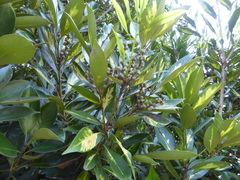 Quercus myrsinifolia