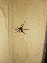 Loxosceles colima