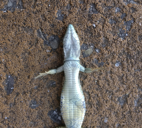 Geniez’s Wall Lizard