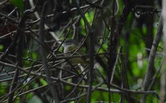 Oncostoma cinereigulare