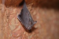 Rhinolophus beddomei