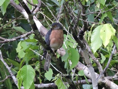 Accipiter rhodogaster sulaensis