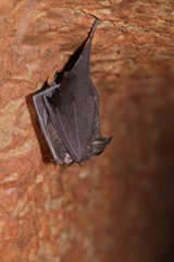 Rhinolophus beddomei