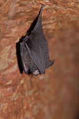 Rhinolophus beddomei