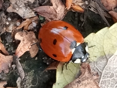 Coccinella septempunctata