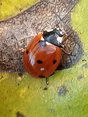 Coccinella septempunctata