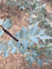 Berberis higginsiae