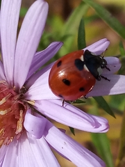 Coccinella septempunctata