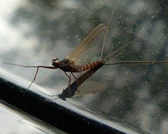 Leptophlebia cupida