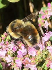 Bombus rufocinctus