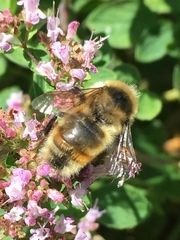 Bombus rufocinctus