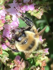Bombus rufocinctus