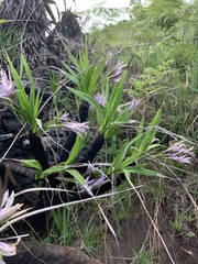 Xerophyta retinervis