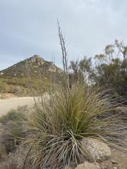 Nolina palmeri