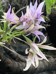 Xerophyta retinervis