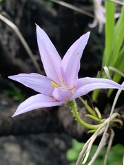 Xerophyta retinervis