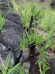 Xerophyta retinervis