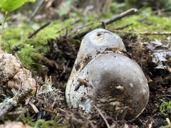 Catathelasma ventricosum