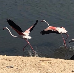 Phoenicopterus roseus
