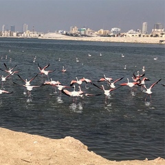 Phoenicopterus roseus