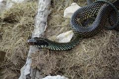 Drymobius margaritiferus margaritiferus