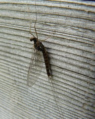 Leptophlebia cupida