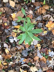 Veronicastrum virginicum