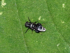 Euryneura