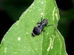 Euryneura