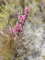 Erica placentiflora