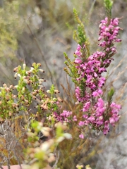 Erica placentiflora