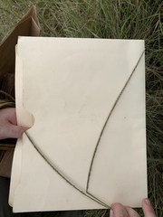 Paspalum monostachyum