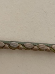 Paspalum monostachyum
