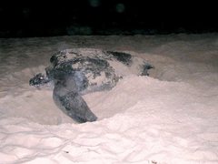 Dermochelys coriacea