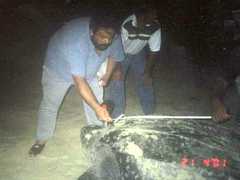 Dermochelys coriacea