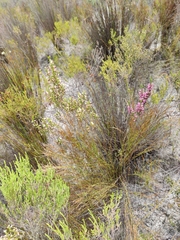 Erica placentiflora