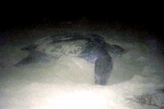 Dermochelys coriacea