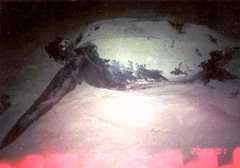 Dermochelys coriacea