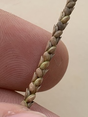 Paspalum monostachyum