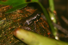 Mannophryne trinitatis