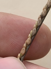 Paspalum monostachyum