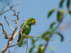 Amazona barbadensis