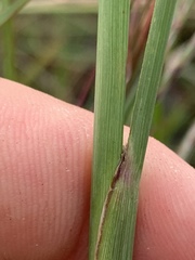 Paspalum monostachyum