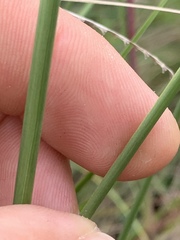 Paspalum monostachyum