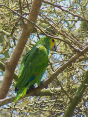 Amazona barbadensis