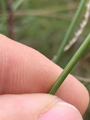 Paspalum monostachyum