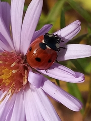 Coccinella septempunctata