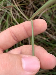 Paspalum monostachyum