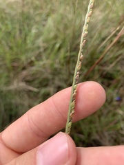 Paspalum monostachyum
