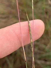 Schizachyrium tenerum